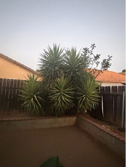 Free Tree / Plant