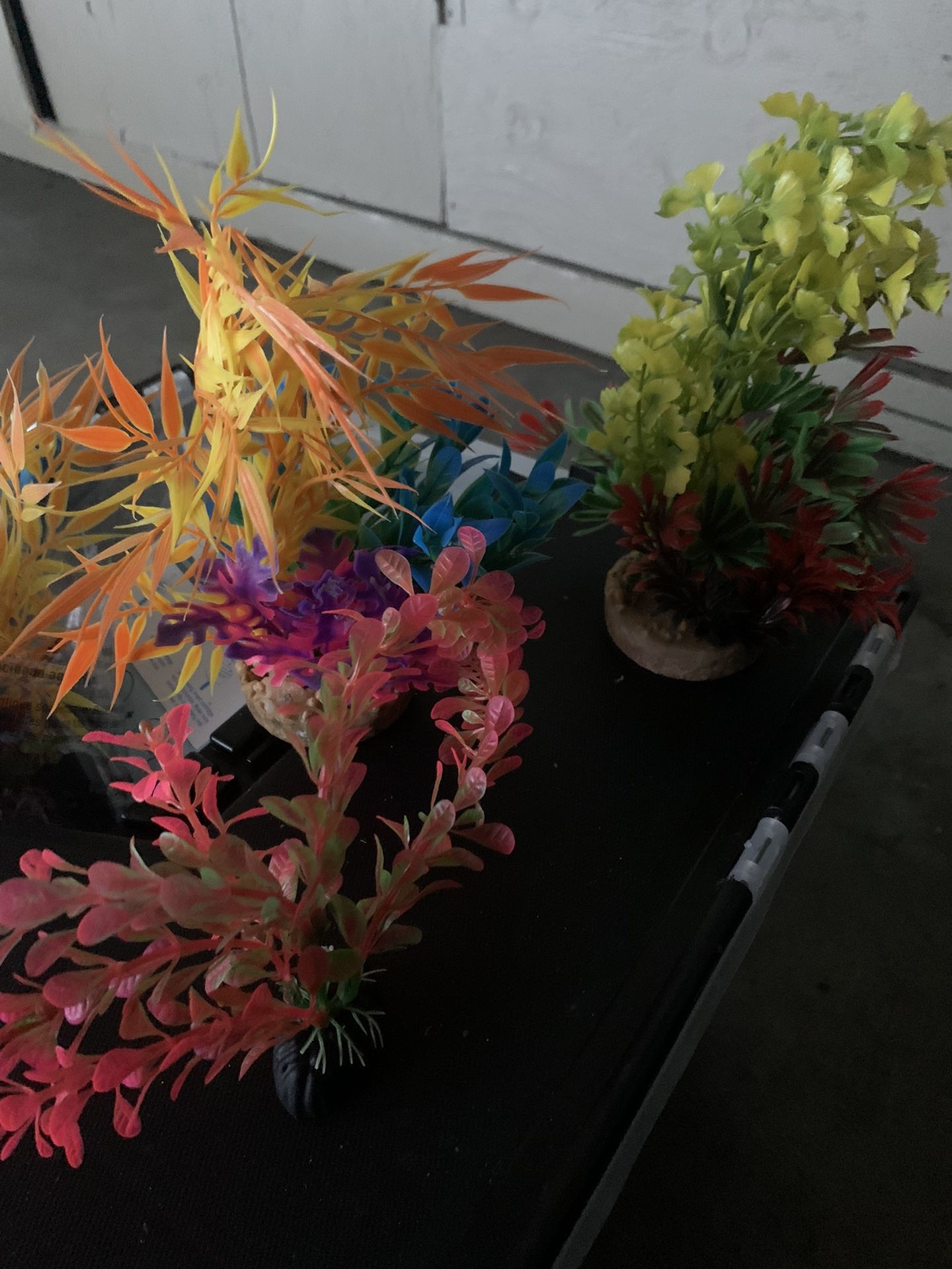 Aquarium plants
