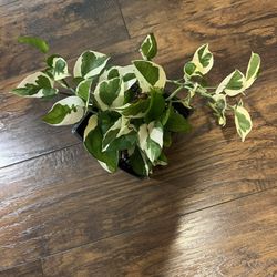 N’joy Pothos Plant 