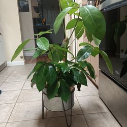Plant With Stand 