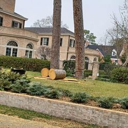 🌳 