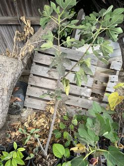 Fig Tree