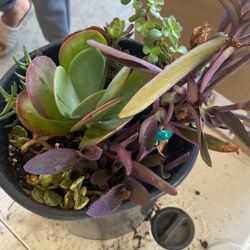 Succulents Plants