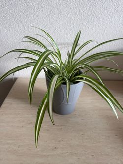 Spider plant