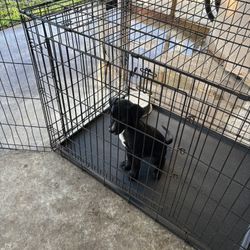 Dog Cage 
