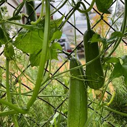 Luffa plant starts