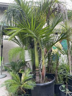 Beautiful Double King Palm
