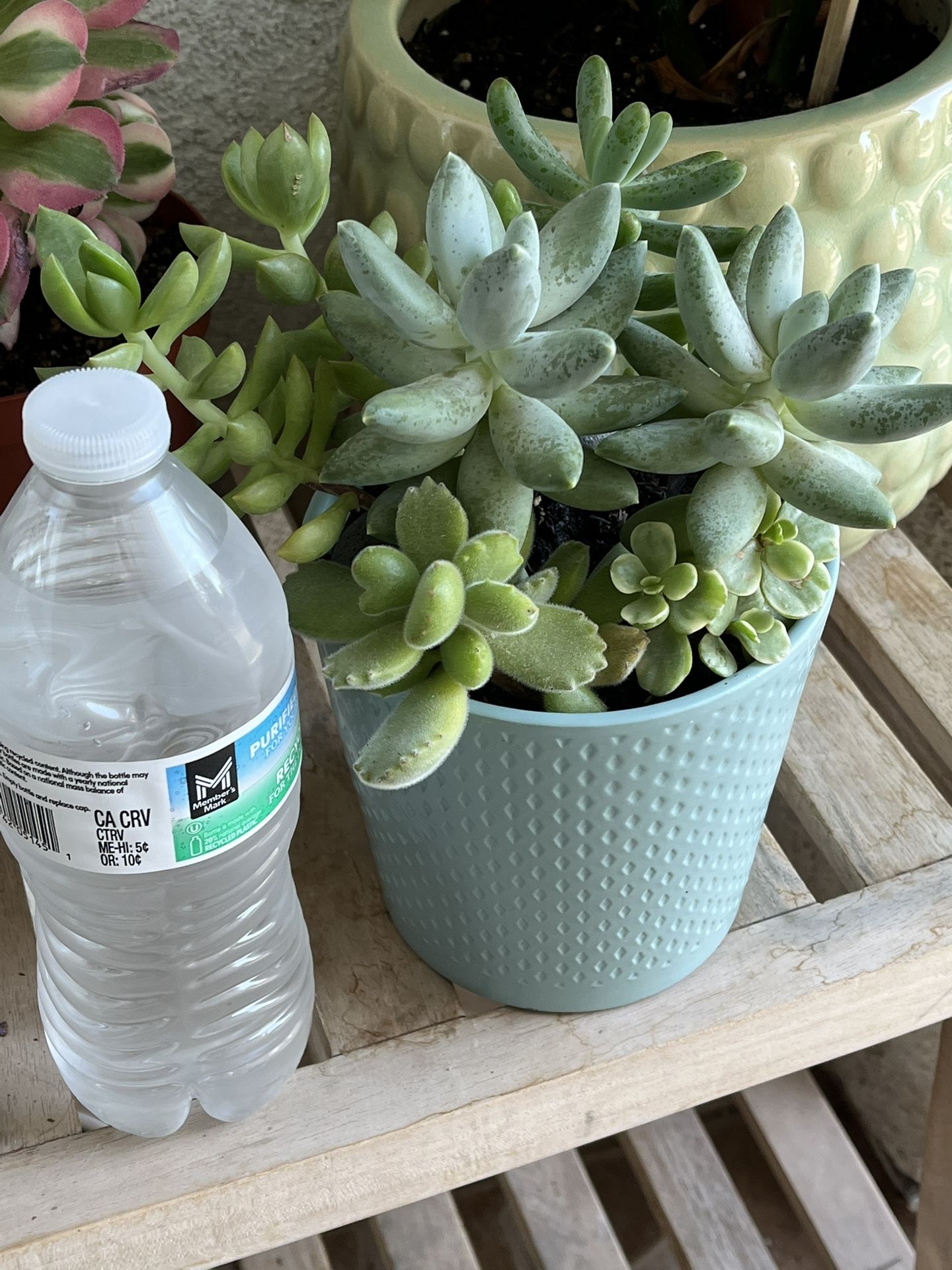 Mix Succulents Plants