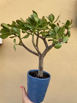 Jade tree in a ceramic pot