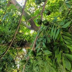 Jocote Corona Cuttings