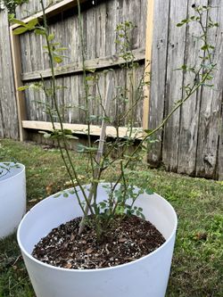 Lady of Shalott Rose (David Austin) in 16" Pot – $10