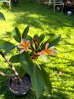 Plumeria  48" Tall