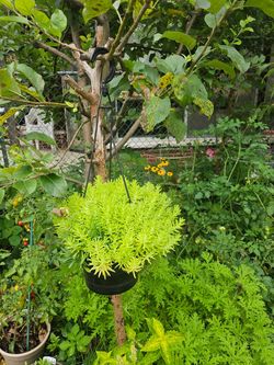 Healthy Lemon Coral Sedum