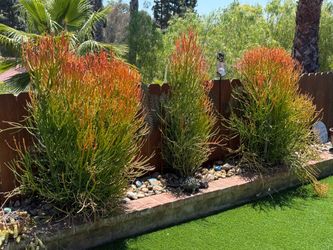 Three Firestick Plants…. Free!