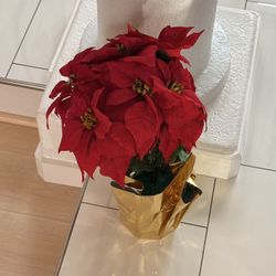 Poinsettias