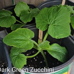 Zucchini Plants $5 -  Shorewood IL