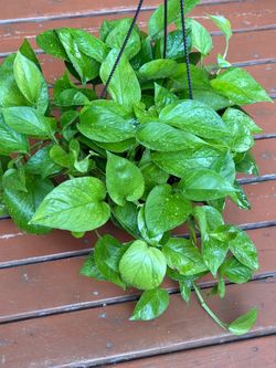 Pothos Epipremnum aureum 'Jessenia