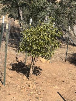 Fruit tree