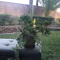 Succulent Arrangement