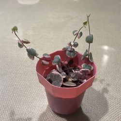 Variegated String of Hearts