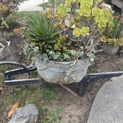 Wheelbarrow With Plants As Is