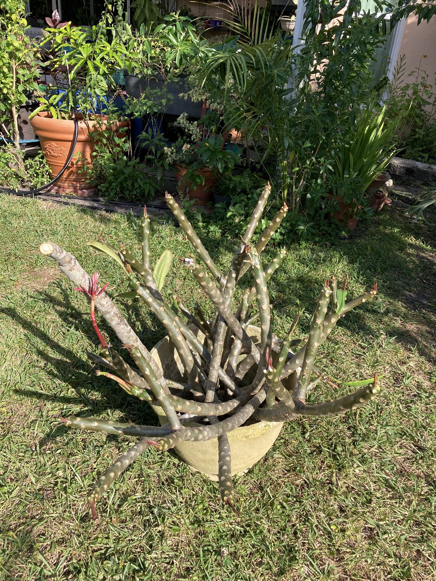 **$5 to $10** Cuttings of Pink Plumeria | Frangipani Ready to Be Potted