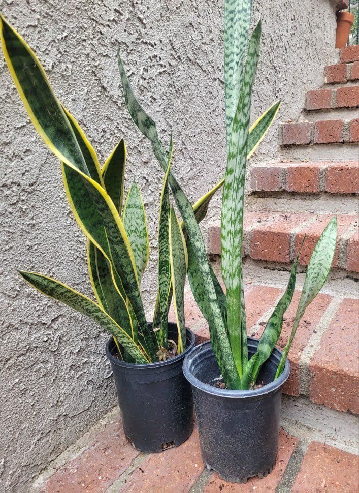Air purifying Snake Plant in 1gal pot @$5 each