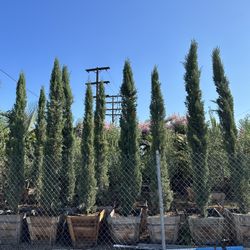 Beautiful Italian Cypress Privacy Hedge