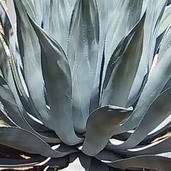  Agave Plant