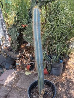 P a c h y c e r e u s Pringle cactus plant