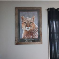Mountain Lion Poster 