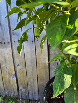 Planta de aji cachucha