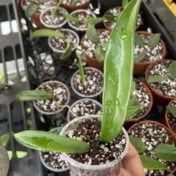 Hoya Minibelle 