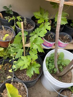 Witch Fingers Grape Tree