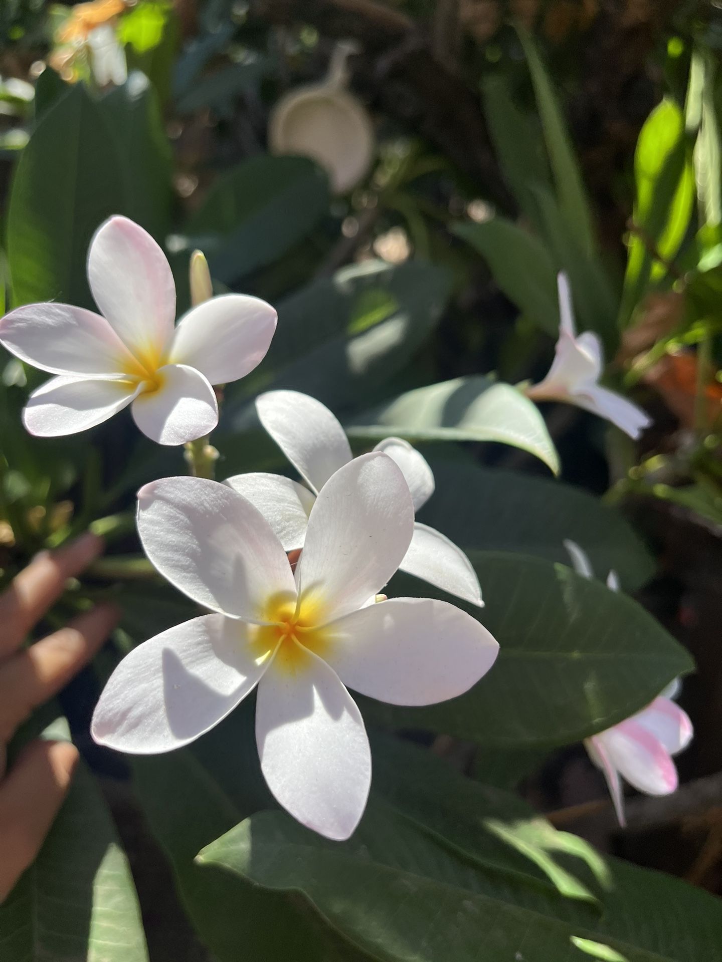 Plumeria Hawaiianna Tree for Sale in San Bernardino, CA OfferUp