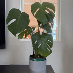Monstera Plant 
