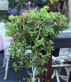$4 Hanging crawling plant