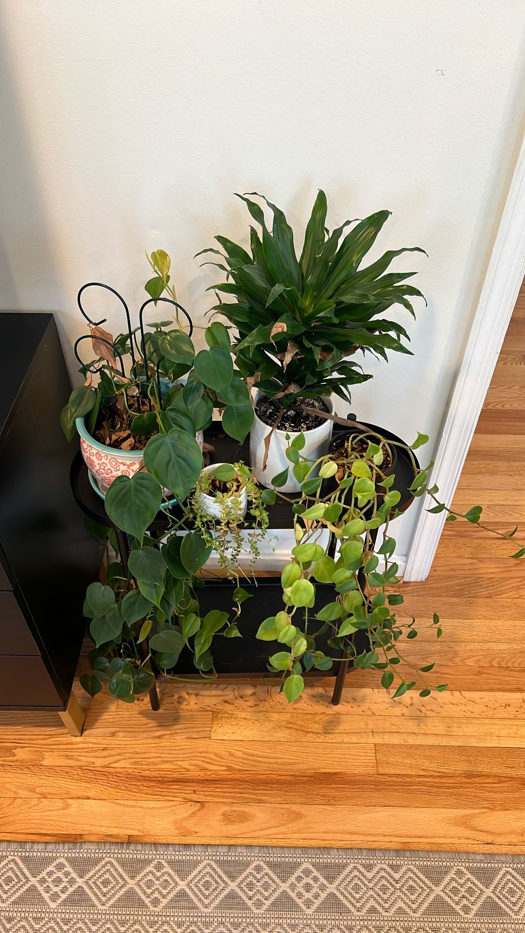 $5 plants each