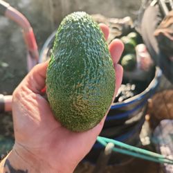 Freshly Picked Avocados 