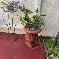 Big Pot With A Big Orchid Plant