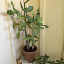 🌵 Prickly Pear Cactus (Opuntia)