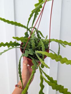 Epiphyllum Aguilar Ric Rac Cactus Plant 6" Pot - Indoor House Plants
