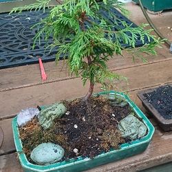 3 Bansai Trees Japanese Garden Plant Plants Patio Asian Two Cedar And One Maple With Red Bark