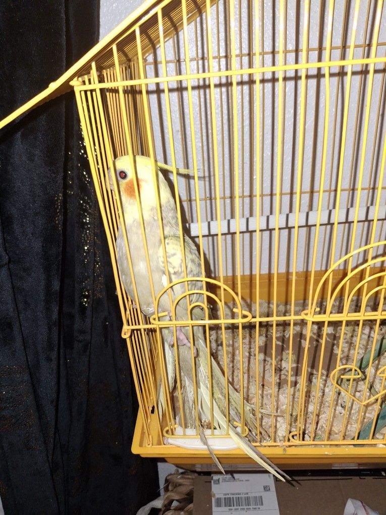 Jaula Para Cacatúas