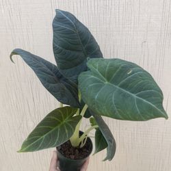 4” alocasia maharani