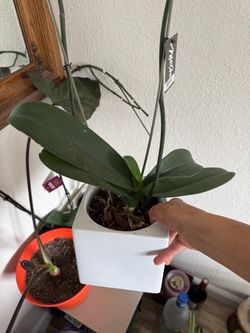 Phalaenopsis Orchid in White Ceramic Pot