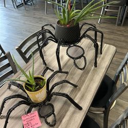 Spider Plant Holders