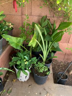 Canna Lilies Elephant Food and other plants for sale