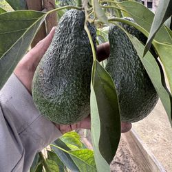 Hass avocado tree 