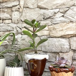 Jade Tree House Plant, Succulent In Cute 5 1/4"H Pot.